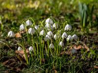 Märzenbecher Gruppe